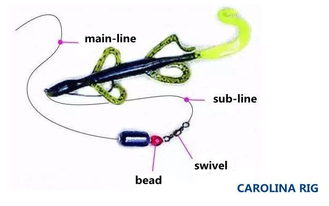 CAROLINA RIG diagram for bass fishing-Terminalpro